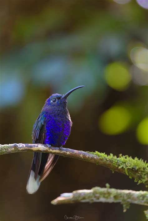 Violet Sabrewing Campylopterus Hemileucurus The Nature Admirer