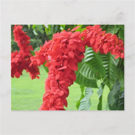 The Chaconia, The National Flower Postcard | Zazzle