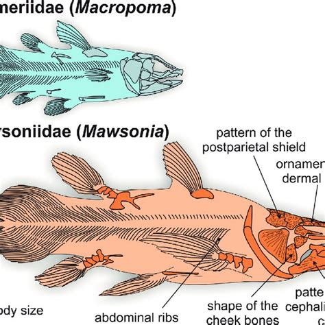 Pdf Phylogeny And Evolutionary History Of Mawsoniid Coelacanths