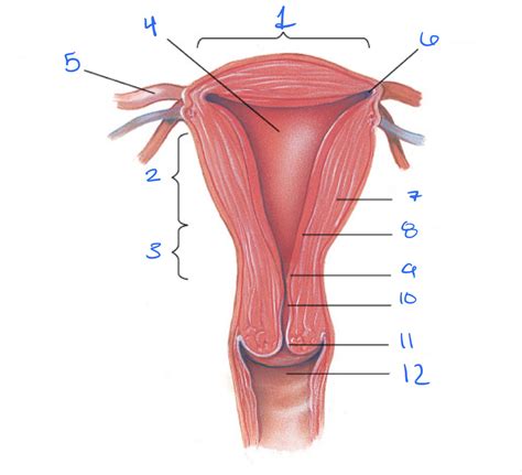 Uterus Anatomy Diagram | Quizlet