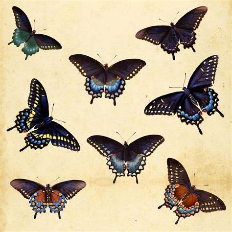 Vintage Butterfly Collection Free Stock Photo Public Domain Pictures