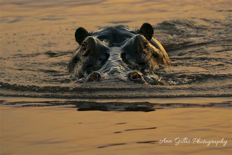 Africa Ann Gillis Photography