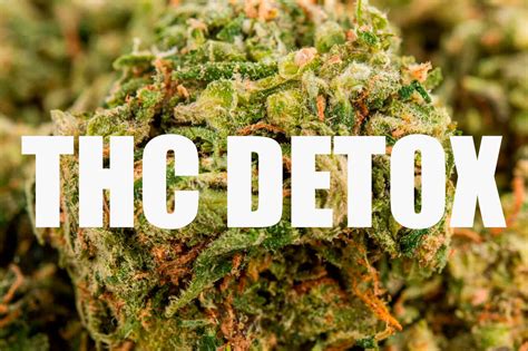 Thc Detox Best Ways To Get Rid Of Thc Safely Naturally And Effectively