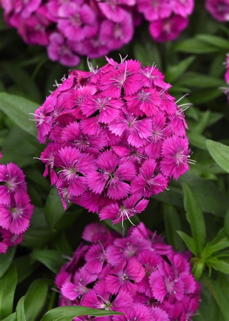 Dianthus Dart Purple Ball Chile