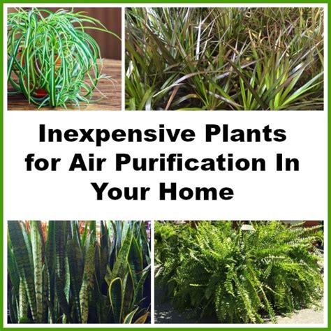 Inexpensive Houseplants For Air Purification