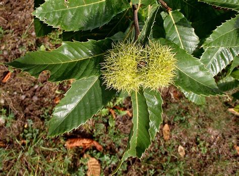 Kaštanovník jedlý Castanea sativa | Blanokřídlí v Praze