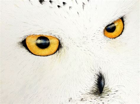 Snow Owl Watercolour By Nancy Antoni