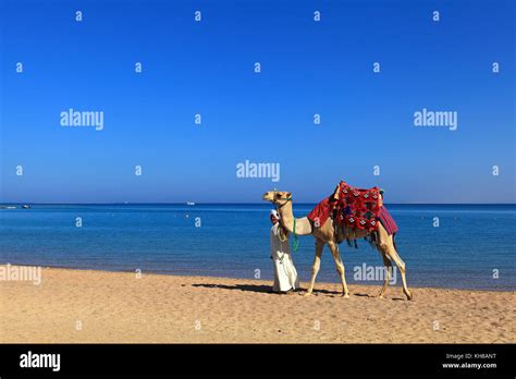 Egypte Hurghada Soma Bay Red Sea Camel Stock Photo Alamy