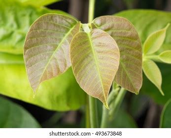 Santol Tree Leaves Garden Stock Photo 493673848 | Shutterstock