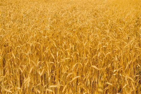 Premium Photo Golden Wheat Field Texture Background Harvest Concept