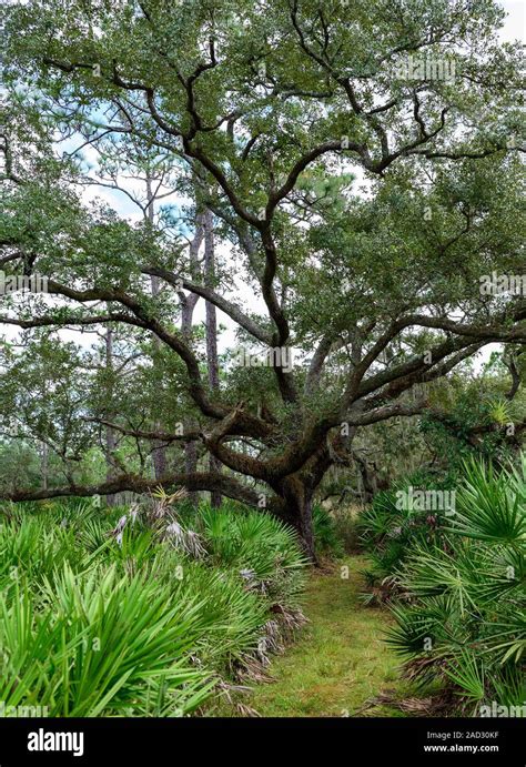 The Nature Conservancy’s 11,500-acre Disney Wilderness Preserve near ...