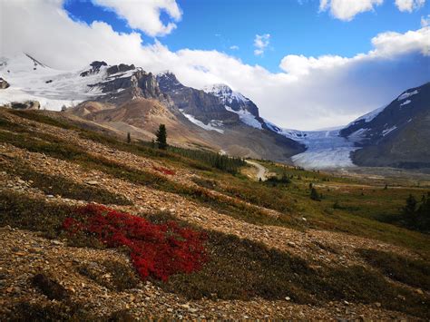 Columbia Icefield Adventure - The wildflowers are vibrant and it's