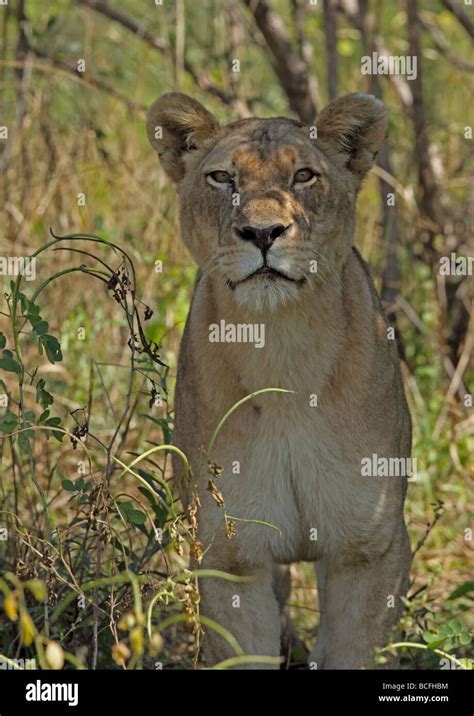 Female Lion Panthera Leo Africa Stock Photo Alamy