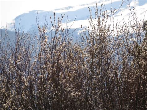 13a Pussy Willows Best Wilderness Dweller