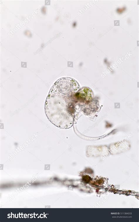 Noctiluca Dinoflagellate Marine Protozoa Under Microscope Foto Stok 511384033 Shutterstock