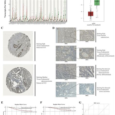 Differential Expressions Of Usp Affect The Prognosis Of Patients With