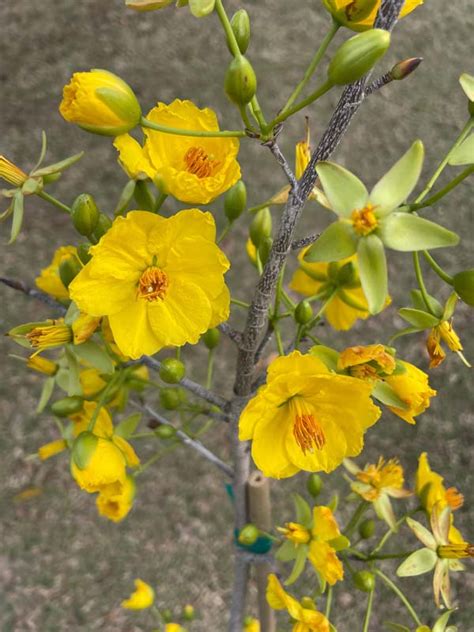 Ochna integerrima – Yellow Mai flower (semi-double) (6″ pot) – Gardino ...