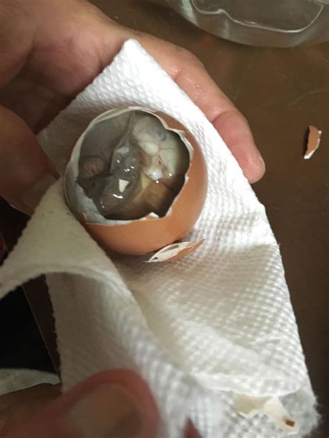 I Ate Balut Eggs A Philippine Delicacy Food Balut Egg Amazing Food