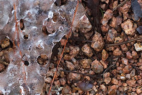 Free Images Tree Nature Rock Branch Wood Texture Leaf Flower