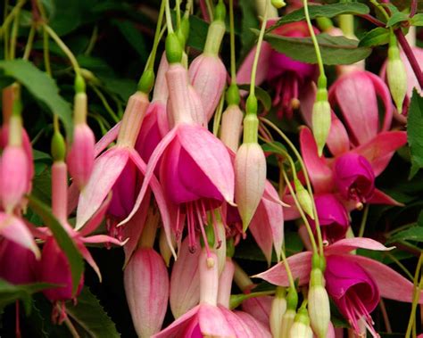 Fuchsia Trailing Hybrids Gardensonline