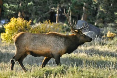 Yellowstone Elk Migration Project Discussed At UW Thursday