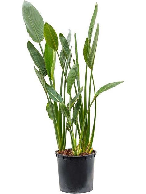 Kostenloser Versand Strelitzia Reginae Lubera Ch