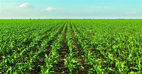 Cutting a Straight Line – Gospel Mission of South America