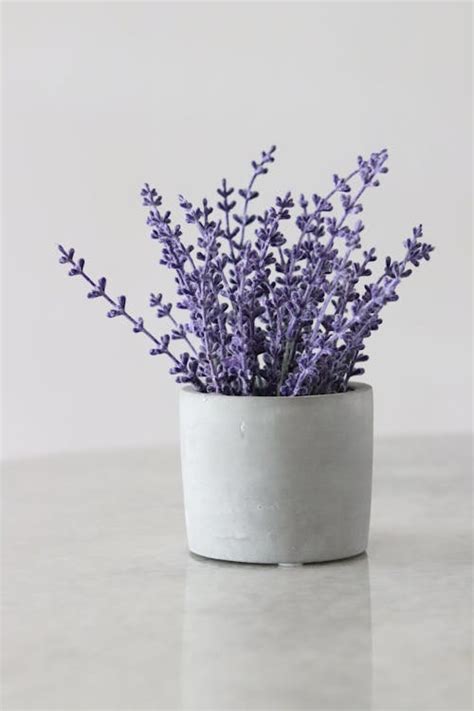 Selective Focus Photography of Purple Lavender Flowers · Free Stock Photo