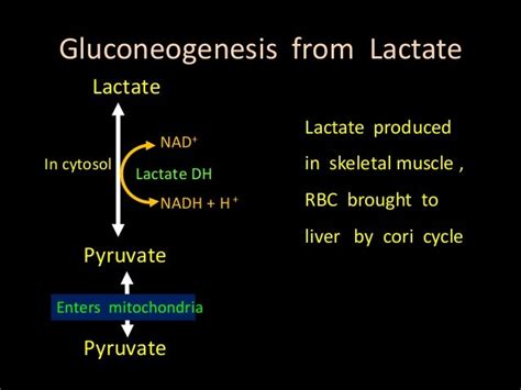 Class 4 Gluconeogenesis