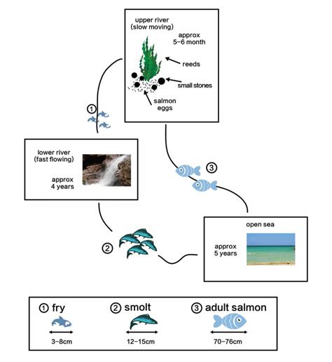 Life Cycle Of The Salmon Ielts Writing Task Ieltsmateria Nbkomputer