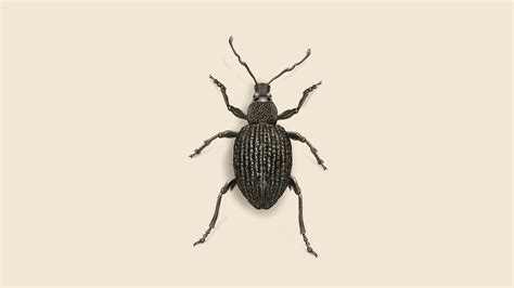 How to Get Rid of Black Vine Weevils: Control and Damage | Orkin