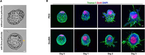 Cell Press Star Protocols