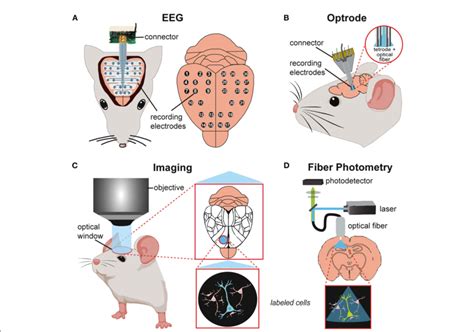 FIGURE Schematics Of In Vivo Techniques For Studying Neuronal Activity