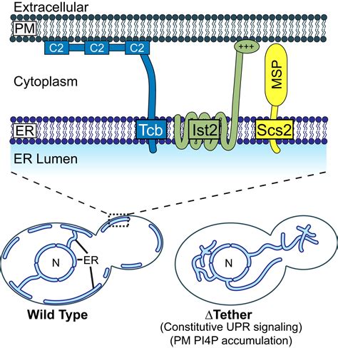 Er To Plasma Membrane Tethering Proteins Regulate Cell Signaling And Er