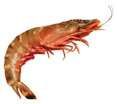 Shrimp Png Free Image Png All Png All