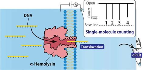 Reducing Contamination In Single Molecule Dna Extraction Using Nanopore