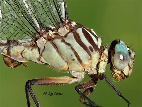 Russet Tipped Clubtail