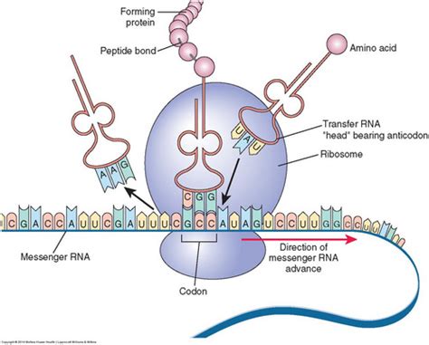 8.4 - Transcription and splicing of DNA Flashcards | Quizlet