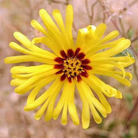 Native Pollinator Plants - FRIENDS OF GLADSTONE NATURE PARK