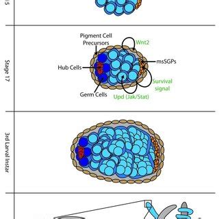 A Simplified View Of Sex Determination In The Somatic Gonad And