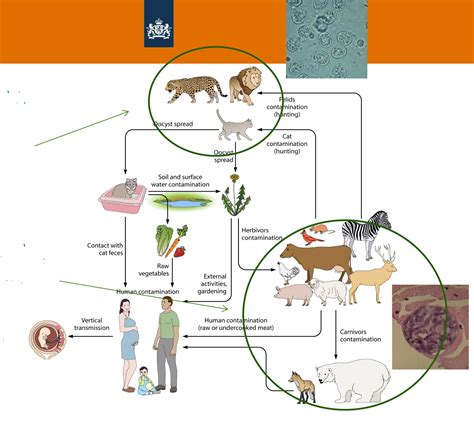 Onderzoek Toxoplasmose gestart