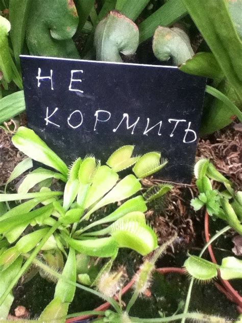 Плотоядное растение-мухоловка. | Пикабу