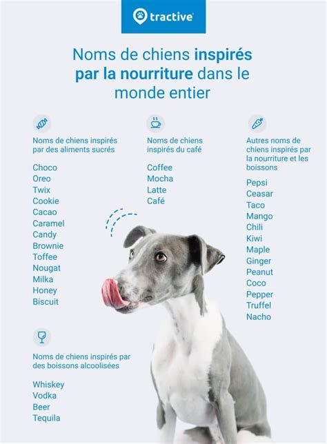 Noms De Chien Les Plus Populaires En France Tractive