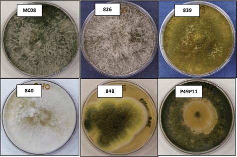 Potato Dextrose Agar Pda Principle Uses Procedure 41 Off