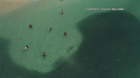 Watch Shark Swims Near Beachgoers In Water In Waikiki In Hawaii