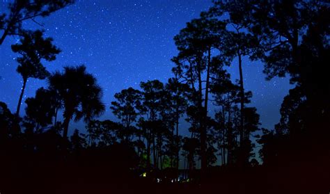 Swamp At Night