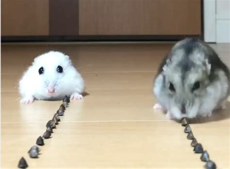 Ready, Set, Go: Hamster Race Determines the Greediest Champ - 16.11.2018, Sputnik International