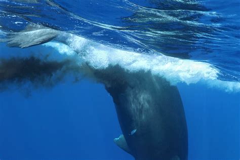 Fun Facts Sperm Whales