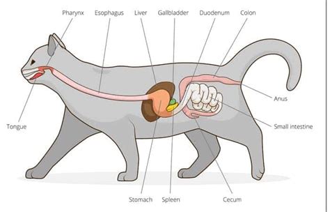 Digestive System Of Cat