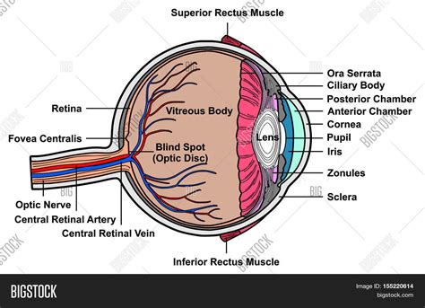 Human Eye Cross Section Anatomy All Image And Photo Bigstock